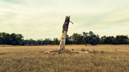 Trees on field against cloudy sky
