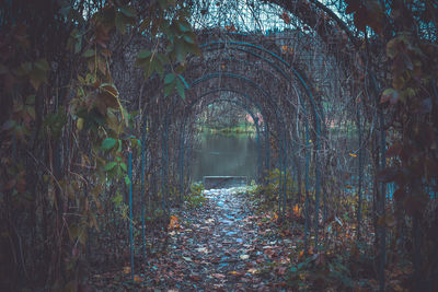 Footpath amidst trees in forest