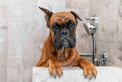 Dog breed boxer in the bathroom front view