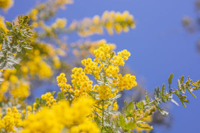 Close-up of yellow flowering plant against sky