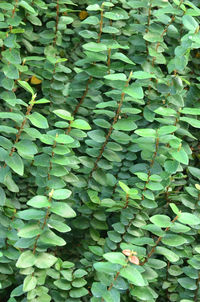 Full frame shot of leaves