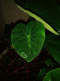 Close-up of wet leaf
