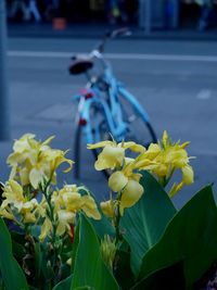 Close-up of yellow flowers