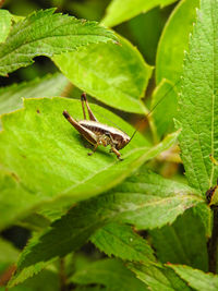 Close-up of insect on leaf