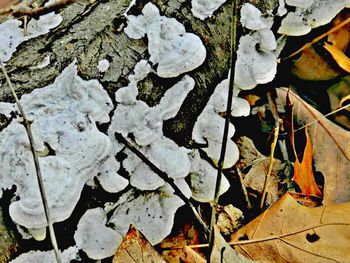 Leaves on ground