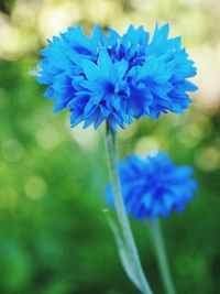 Close-up of blue flower