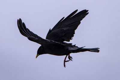 Close-up of bird flying in mid-air