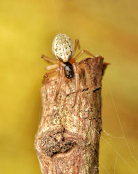 Close-up of spider