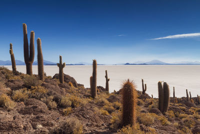 Cactus on landscape against blue sky