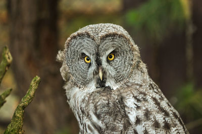 Portrait of great gray owl