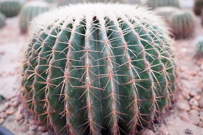 Close-up of cactus plant