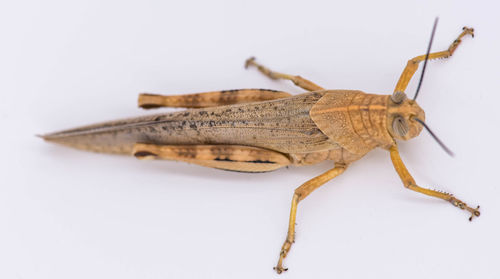 Close-up of grasshopper on white background