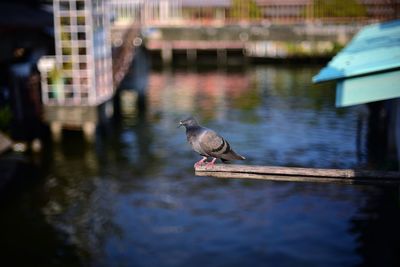 Bird perching on a lake