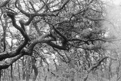 Low angle view of bare tree during winter