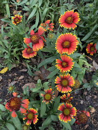 High angle view of flowering plants