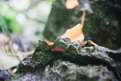 Close-up of lizard on rock