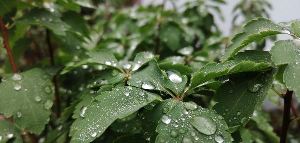 Close-up of wet plant leaves during rainy season