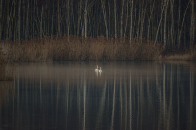 View of birds in lake