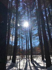 Trees in forest during winter