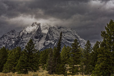 Scenic view of pine trees against cloudy sky