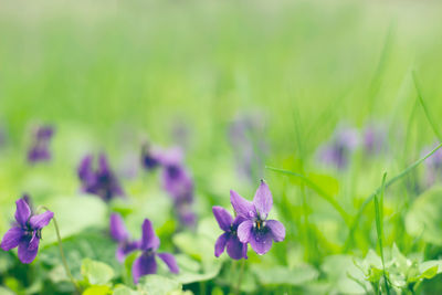 Close-up of purple flowering plants on field