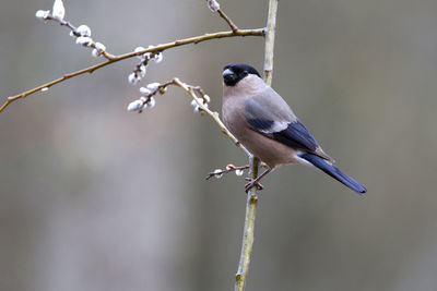 Close-up of bird perching on twig