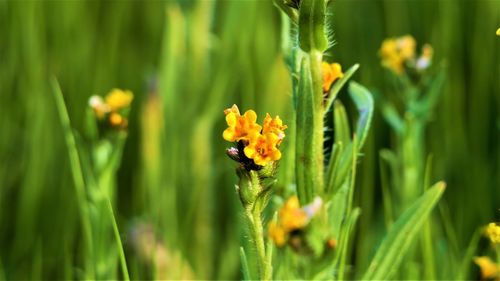 Close-up of yellow flowering plant