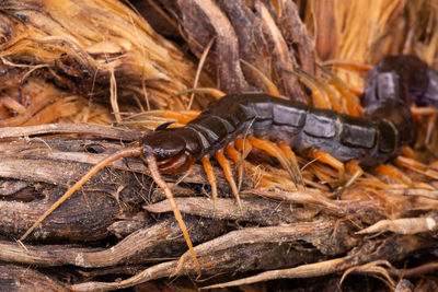 Close-up of insect
