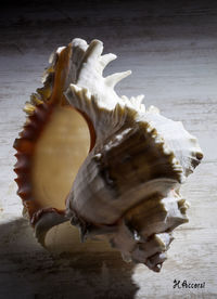 Close-up of crab on table