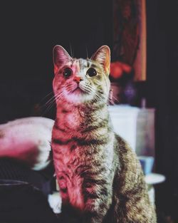 Close-up of a cat looking away at home