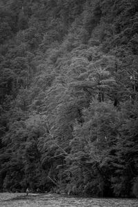 Full frame shot of trees on field