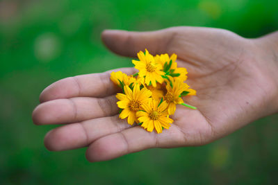 Close-up of hand holding yellow flower