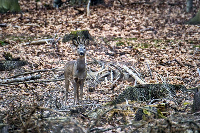 Deer standing on field
