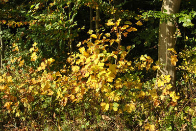 Plants growing on a tree