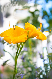 Close-up of yellow flowers blooming outdoors