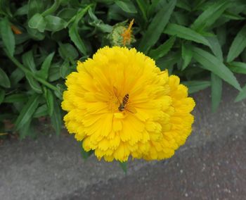 High angle view of bee on yellow flower