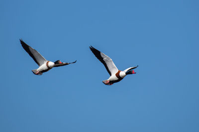 Low angle view of seagulls flying against clear blue sky