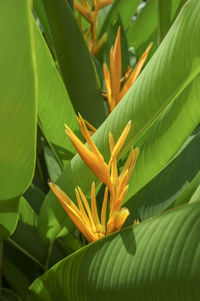 Close-up of orange flowering plant