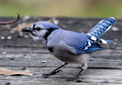 Bluejay on the deck in the backyard