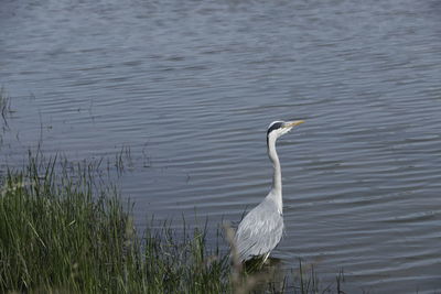 Bird swimming in lake