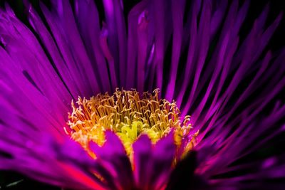 Close-up of purple flower blooming outdoors