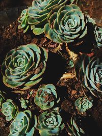 High angle view of prickly pear cactus