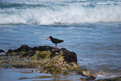 Oyster catchers of south africa