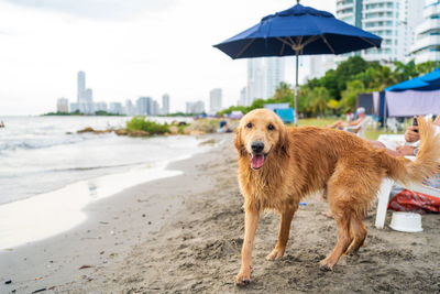 Dogs running at beach