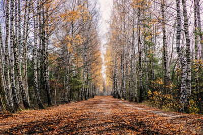 Wide alley of birch trees covered with yellow leaves