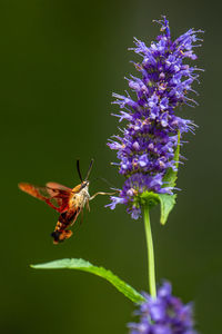 Close-up of butterfly pollinating on purple flower