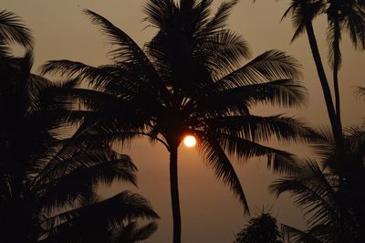 Silhouette of palm trees at sunset