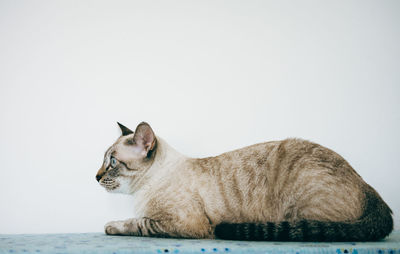 Side view of a cat looking away over white background