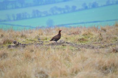 Bird perching on a field