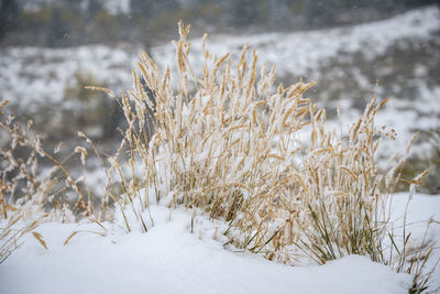 Frozen plants on snow covered land